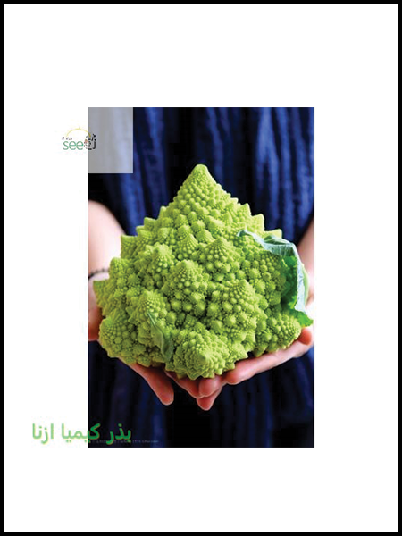 Broccoli Romansko seeds