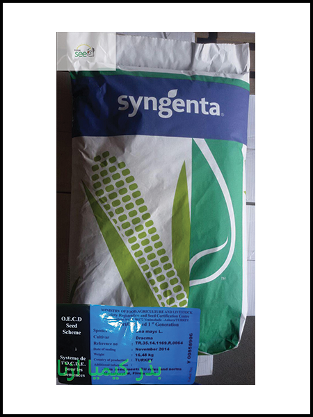 Syngenta Corn Seed