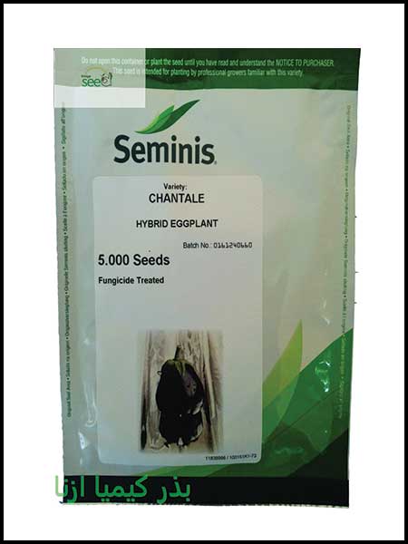 eggplant seminis chantale Seeds 