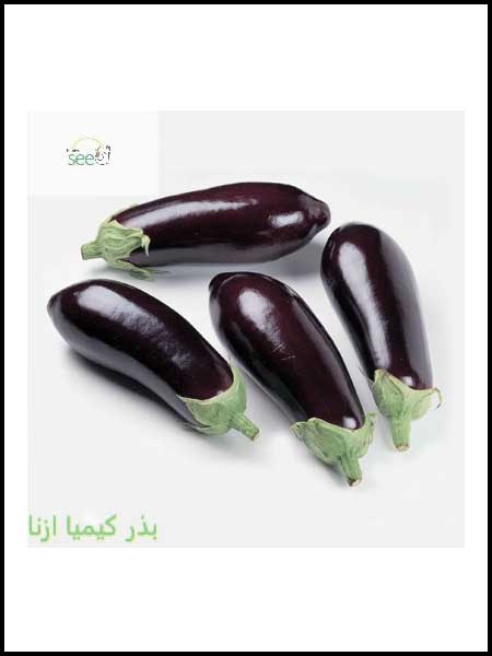 eggplant Gentoo Seeds