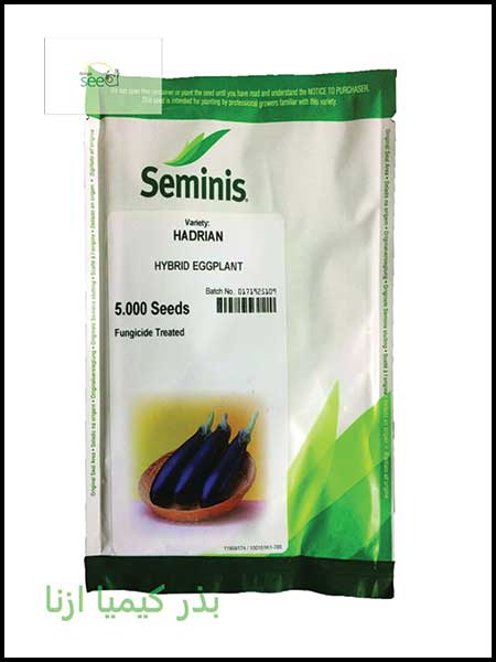 eggplant seminis hadrian Seeds