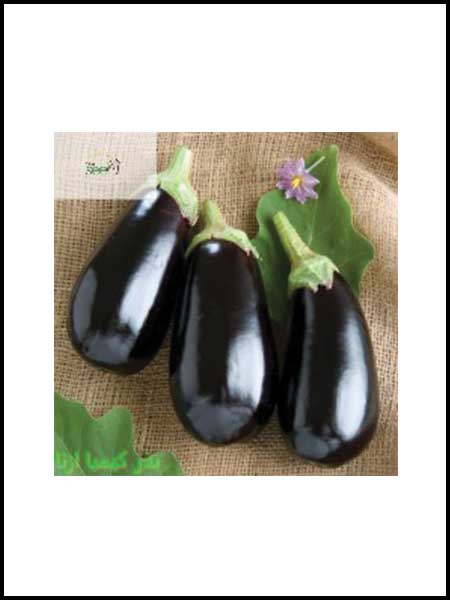 eggplant Galin f1 Seeds
