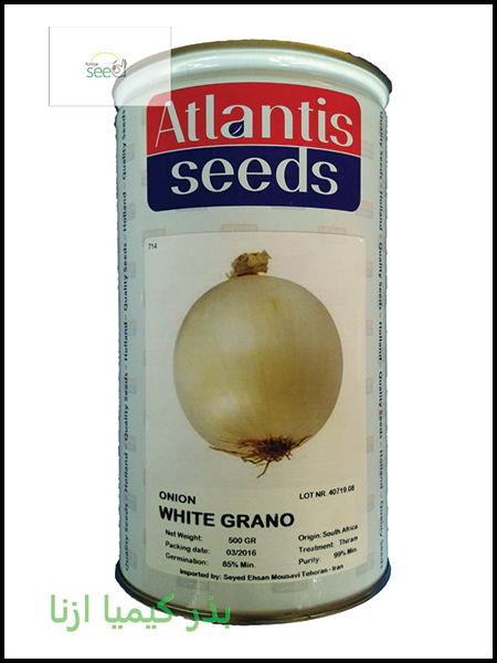 Atlantis Onion White Grano Seeds