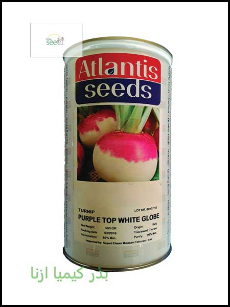 بذر شلغم پرپل تاپ وایت گلوب آتلانتیس